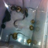 Seven snakes and three tortoises were packed in women’s pantyhose and found in the man’s pants