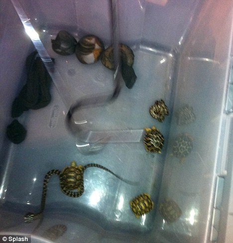 Seven snakes and three tortoises were packed in women’s pantyhose and found in the man’s pants