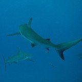 Shark Week