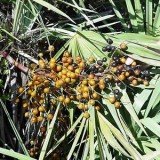 A Washington University School of Medicine in St Louis study found that saw palmetto supplement has no benefit for BPH patients