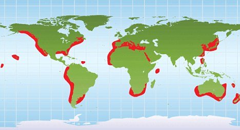 Distribution of white shark worldwide