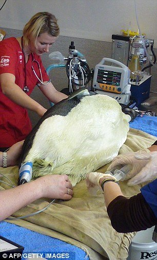 Happy Feet underwent four surgeries at Wellington Zoo to remove sticks and stones from his stomach