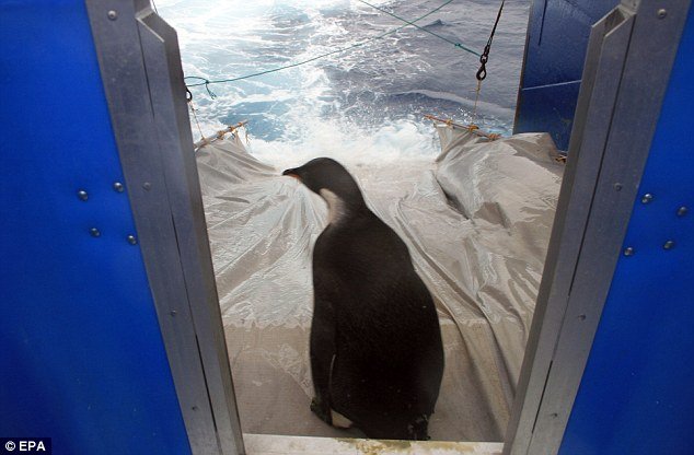 Happy Feet was placed on a tarpaulin slide running from the boat's ramp to be released in the sea