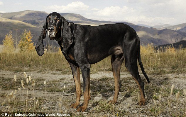 Harbor, the coonhound with the longest canine ears on the planet