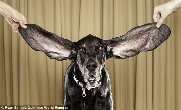 Harbor, the dog with the biggest ears in the world