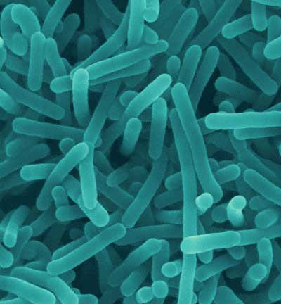 Listeria monocytogenes causes listeriosis, with fever, muscle aches and vomiting