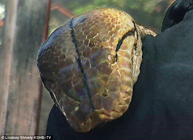 Medusa, the giant python is set to slither into the Guinness Book of World Records as the world's largest snake living in captivity