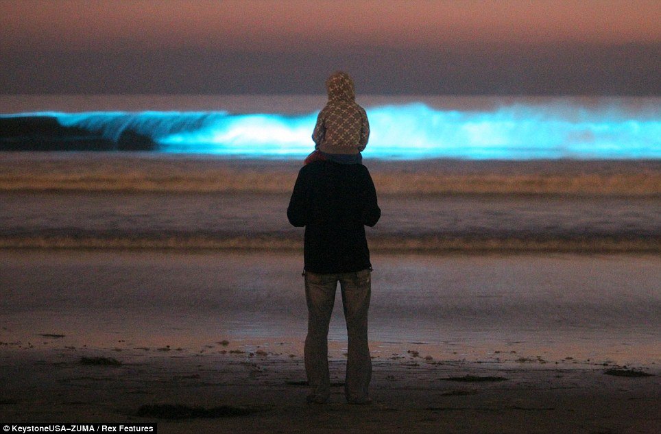 Michael Dermyer and his 5 year-old son Colin watching the waves glow neon blue from the red tide at Moonlight Beach in Encinitas, California 