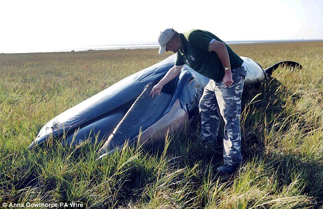 Sea experts who examined the animal said they are 95 per cent certain it is a female Sei whale and say the huge sea creature could simply have been looking for food when the tide turned
