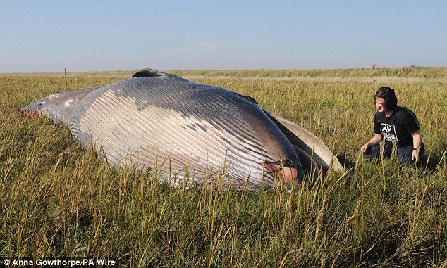 The 33feet (10 meters) whale was found beached 800 yards (730 meters) from the shoreline of the Humber Estuary, UK