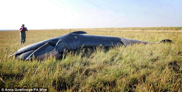 The mammal is thought to be a Sei whale, a species not normally stranded on the British coast