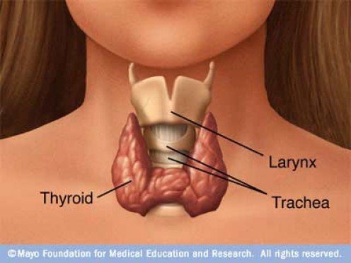 Thyroid's hormones help control heart rate, blood pressure, body temperature, and weight. Zybrestat could help increase survival of  anaplastic thyroid carcinoma patients.