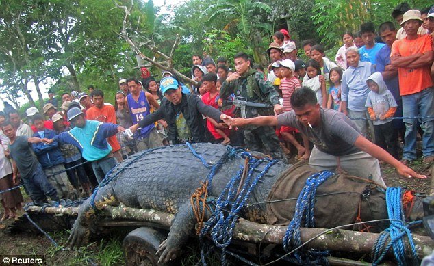 World's largest crocodile has been caught in Philippines