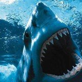An American diver was killed today by a great white shark in the second fatal shark attack off the coast of Western Australia state in 12 days