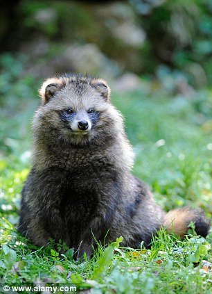 The raccoon dog is indigenous to Asia and related to dogs and foxes
