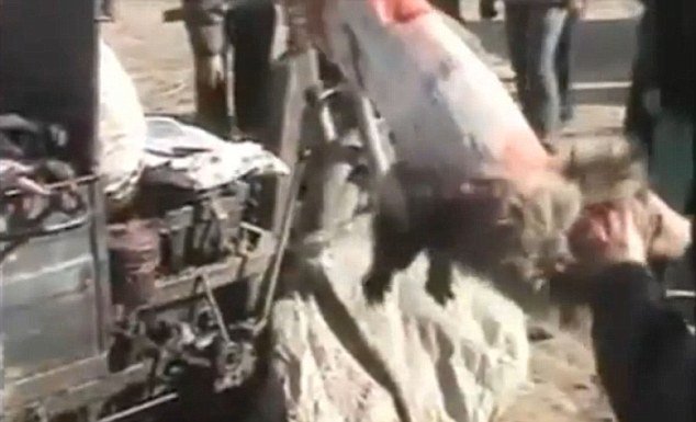 Workers in China skinning an alive raccoon dog