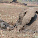 A baby elephant and its mother were rescued by conservation workers after they got stuck in the mud of Kapani Lagoon in Zambia