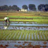 Japan detected radioactive caesium in concentrations above the safety level in rice for the first time since the nuclear crisis began at the Fukushima plant