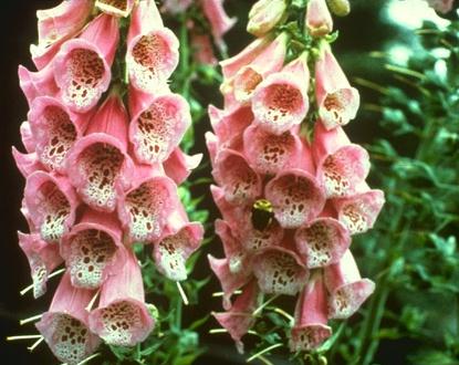 Johns Hopkins scientists have discovered that a drug based on foxglove (Digitalis), which produces distinctive tall spires of pink tubular bells in the summer, can dramatically slow the migration of malignant cells to other parts of the body