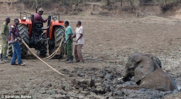 Once the baby elephant is freed, the team works to help the mother who has become tired after all the thrashing around