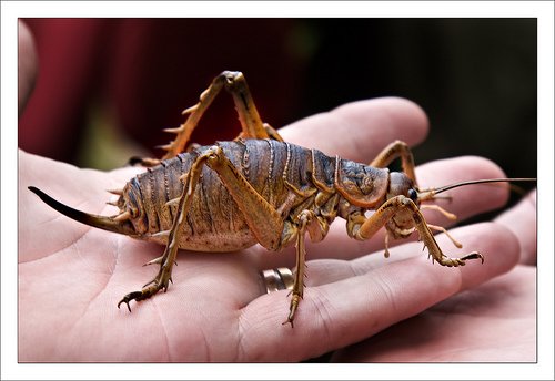 Giant weta, genus Deinacrida of the family Anostostomatidae, is the world's biggest insect in terms of weight