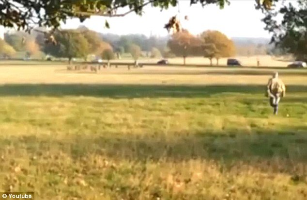 Max Findlay has been unmasked as being the dog walker who became an internet sensation when he was filmed running after his black Labrador Fenton as the dog chased after deer in Richmond Park, London