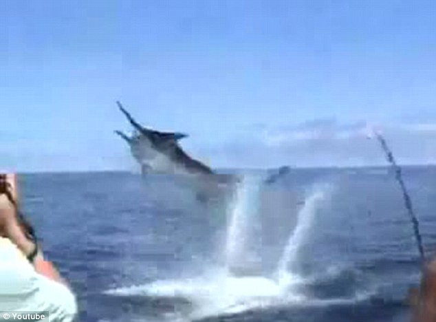 Stephen Schultz, a young fisherman from Marietta, Georgia, cheated death after a 600lb black marlin leapt out the water and speared him in the mouth with its sharp spear-like bill