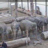 A heard of grieving elephants gathers round the lifeless body of Lola, a three-month-old calf, after she died of a heart defect