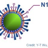 H5N1 flu virus was altered to be passed easily between ferrets, during the joint research by Erasmus University in the Netherlands and the University of Wisconsin-Madison in the US