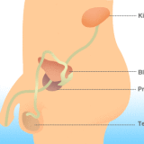 Prostate cancer screening is performed by two methods: the digital rectal examination (DRE), and the prostate-specific antigen (PSA) blood test.