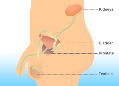 Prostate cancer screening is performed by two methods: the digital rectal examination (DRE), and the prostate-specific antigen (PSA) blood test.