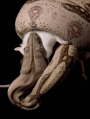 Scientists from Dickinson College, Pennsylvania, have found that boa constrictors halt squeezing a prey when their victim's heart stops