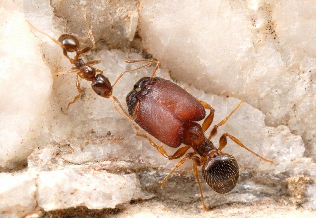 Scientists say they can create the supersoldiers at will by dabbing normal ant larvae with a special hormone - the larvae then develop into supersoldiers rather than normal soldier or worker ants