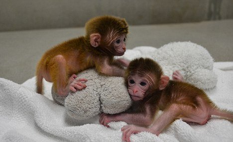 Twins Roku and Hex are the world’s first chimeric monkeys, who have been created with genetic material from six “parents” at Oregon Health and Science University