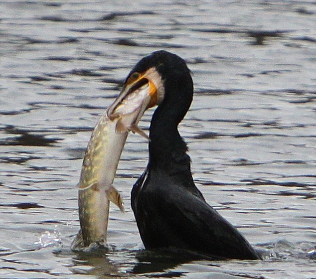 A greedy cormorant came inland for a meal at the Sevenoaks Wildfowl Reserve in Kent, UK, and tried desperately to gulp down a huge 5 lb pike