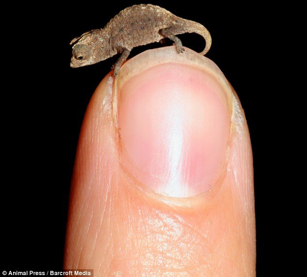 A three-centimeter chameleon discovered in Madagascar is now thought to be one of the smallest reptiles on the planet