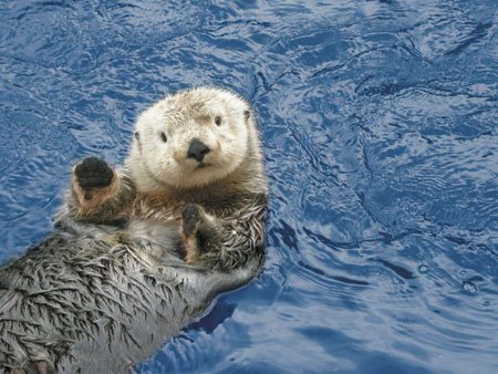 According to experts, shark attacks may be to blame for the significant decline in sea otter populations around the California coast