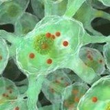 Human brain cells that are an exact replica of genetically caused Parkinson's disease have been successfully created in the lab by US scientists
