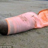 In one of the more gruesome images released by the Alaska Department of Fish and Game a dead sea lion can be seen pinned by her flippers in a windsock, which led to her drowning
