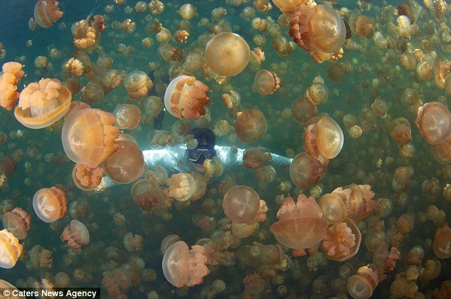 Jellyfish Lake, based on the Pacific island of Palau, is the only place in the world where tourists can safely swim amongst millions of jellyfish