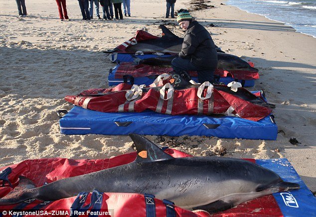 More than 100 dolphins have now beached off Cape Cod, Massachusetts, as mammals continue to get inexplicably stranded on the region's beaches
