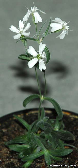 Russian scientists have grown plants from fruit stored away in permafrost by squirrels over 30,000 years ago