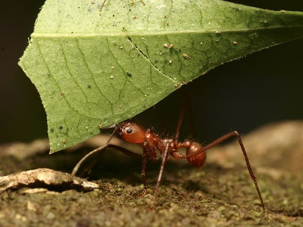 Scientists discovered that ant colonies are able to form a "collective memory" of their enemies