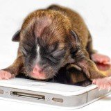 Beyonce the dog could set the world's record for tiniest puppy, as she was so small when she was born that could fit onto a spoon