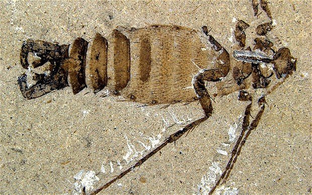 Chinese researchers have unearthed two giant blood-sucking insects at different dig sites that are the largest known flea type creatures of their size