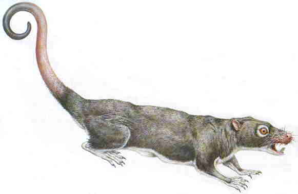 Multituberculates are the only major branch of mammals to have become completely extinct, and have no living descendants