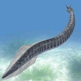Pikaia gracilens, a two-inch-long worm-like sea creature, is the earliest-known animal to have the beginnings of a backbone, according to Cambridge University scientists