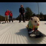 Ratatouille is an opossum occasionally seen riding his little snowboard at the Liberty Ski Resort in Emmitsburg, Pennsylvania