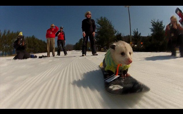 Ratatouille is an opossum occasionally seen riding his little snowboard at the Liberty Ski Resort in Emmitsburg, Pennsylvania