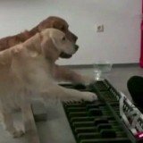 The musical dogs enthusiastically play The Flea Waltz on an over-sized keyboard